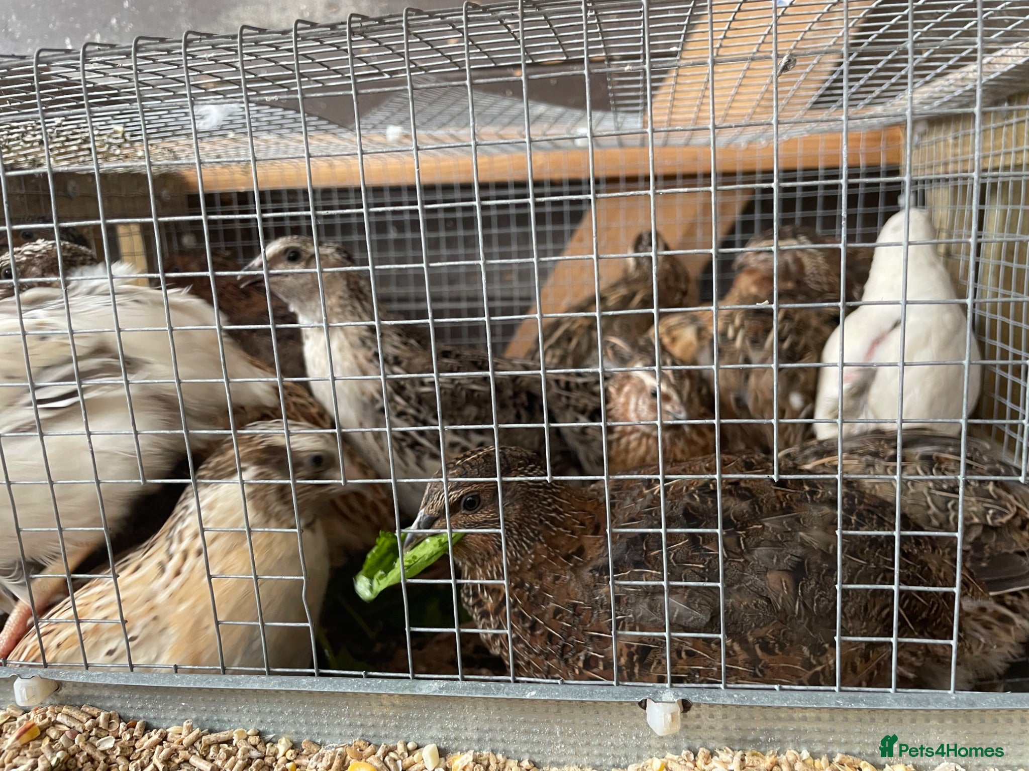 Quail poultry Male quails  - Advert 11