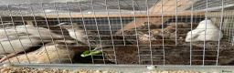 Quail poultry for sale: Male quails  - Advert 1