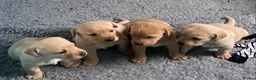 Labrador Retriever dogs for sale: Labrador pups from health tested parents  - Advert 1