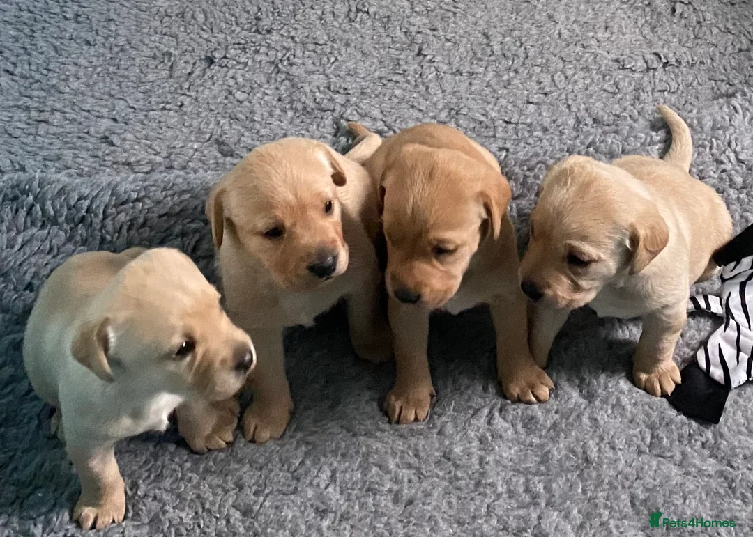 Labrador Retriever dogs for sale: Labrador pups from health tested parents  - Advert 1