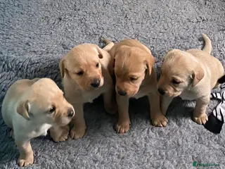 Labrador Retriever dogs Labrador pups from health tested parents - Advert 2