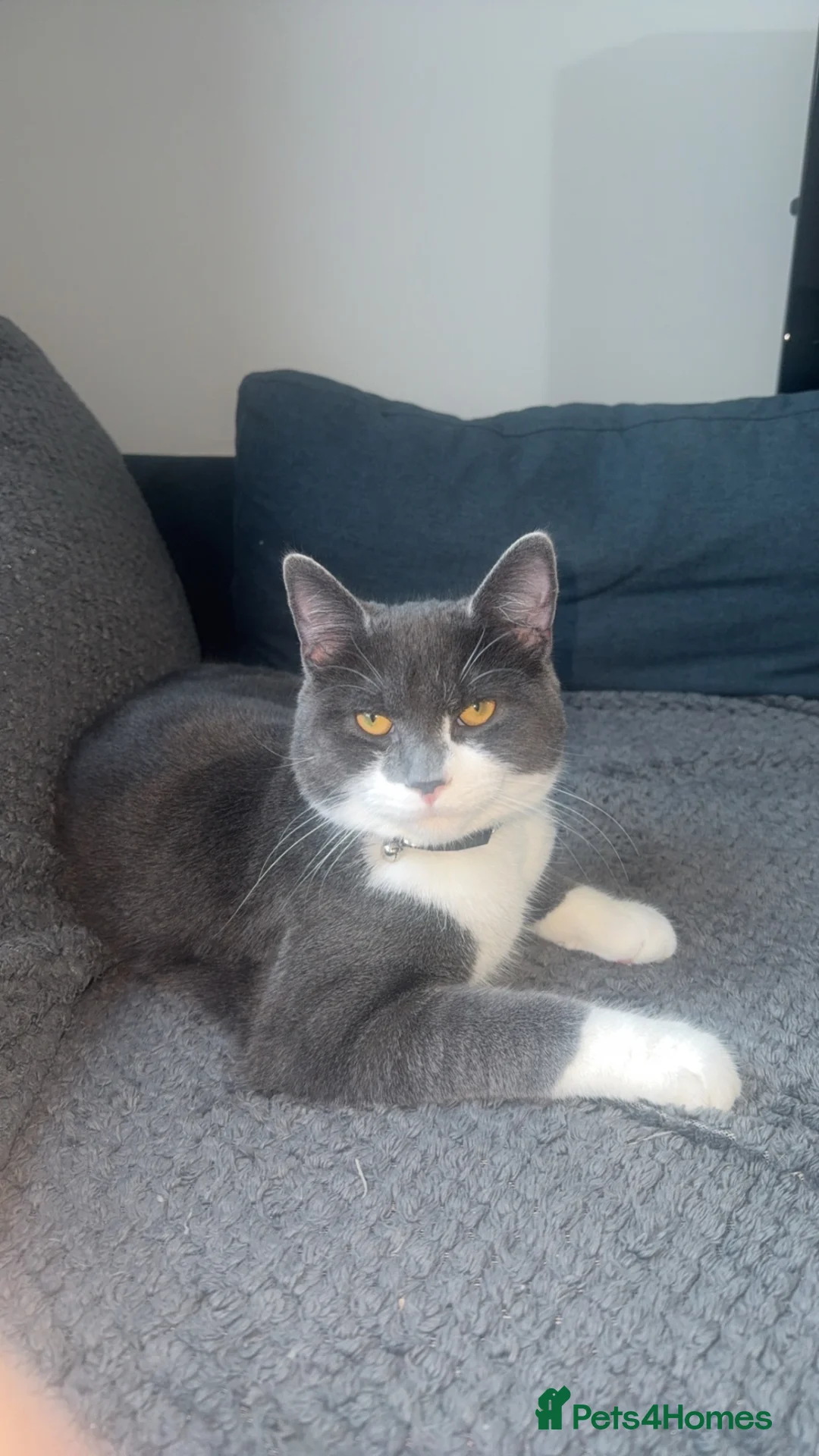 Mixed Breed cats for sale: White and grey short haired  in Manchester - Advert 3