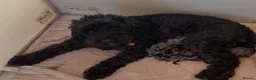 Cockapoo dogs for sale: Merle Cockapoo Pups - Ready Now - Advert 3