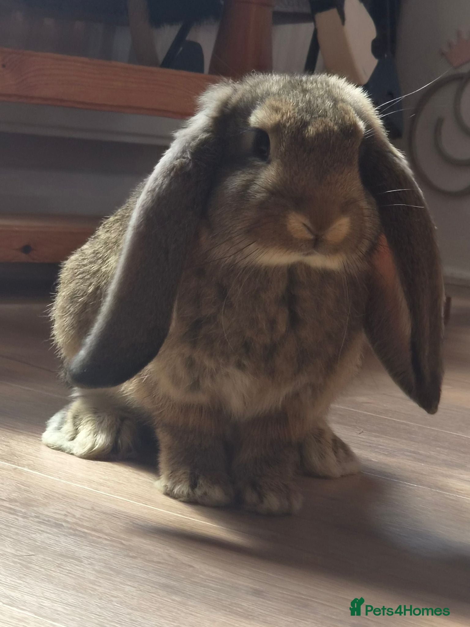 French Lop rabbits 🐰 Big ears, Big personalities 🐰 - Advert 1
