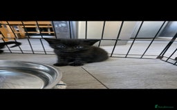 Mixed Breed cats for sale: Beautiful kittens for sale - Image 9