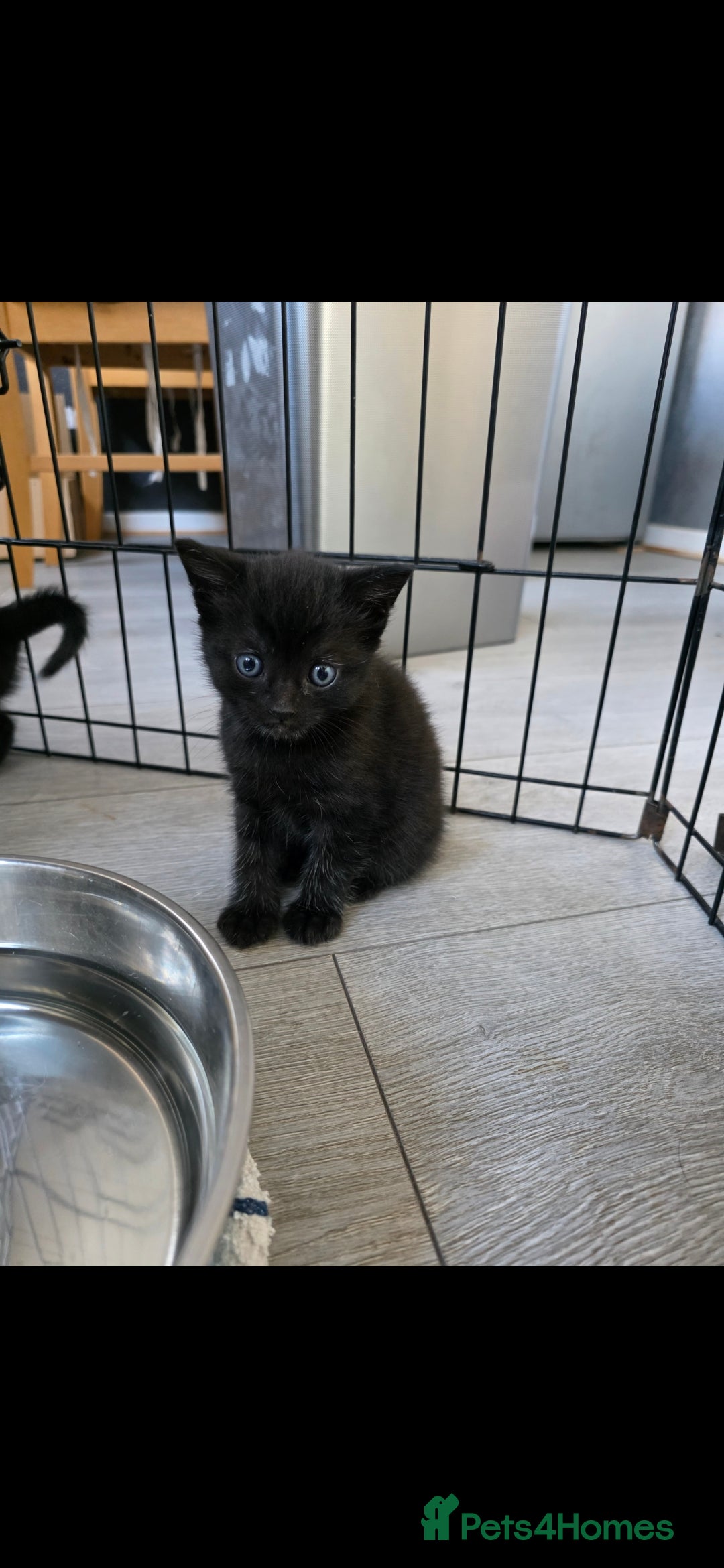 Mixed Breed cats for sale: Beautiful kittens for sale - Image 9