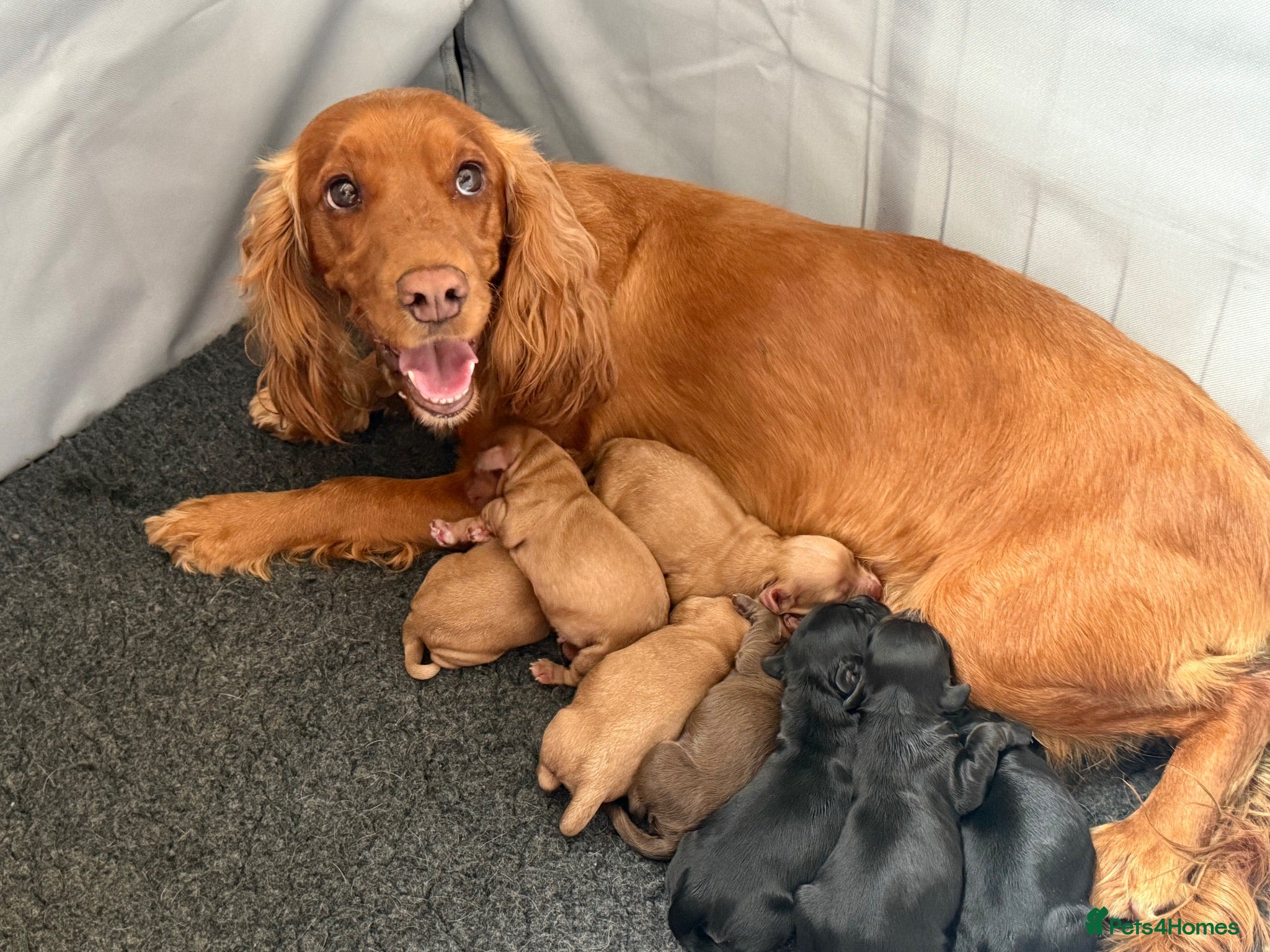 Cocker Spaniel dogs KC REG WORKING COCKER SPANIELS  - Advert 2