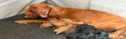 Cocker Spaniel dogs for sale: KC REG WORKING COCKER SPANIELS  - Advert 2