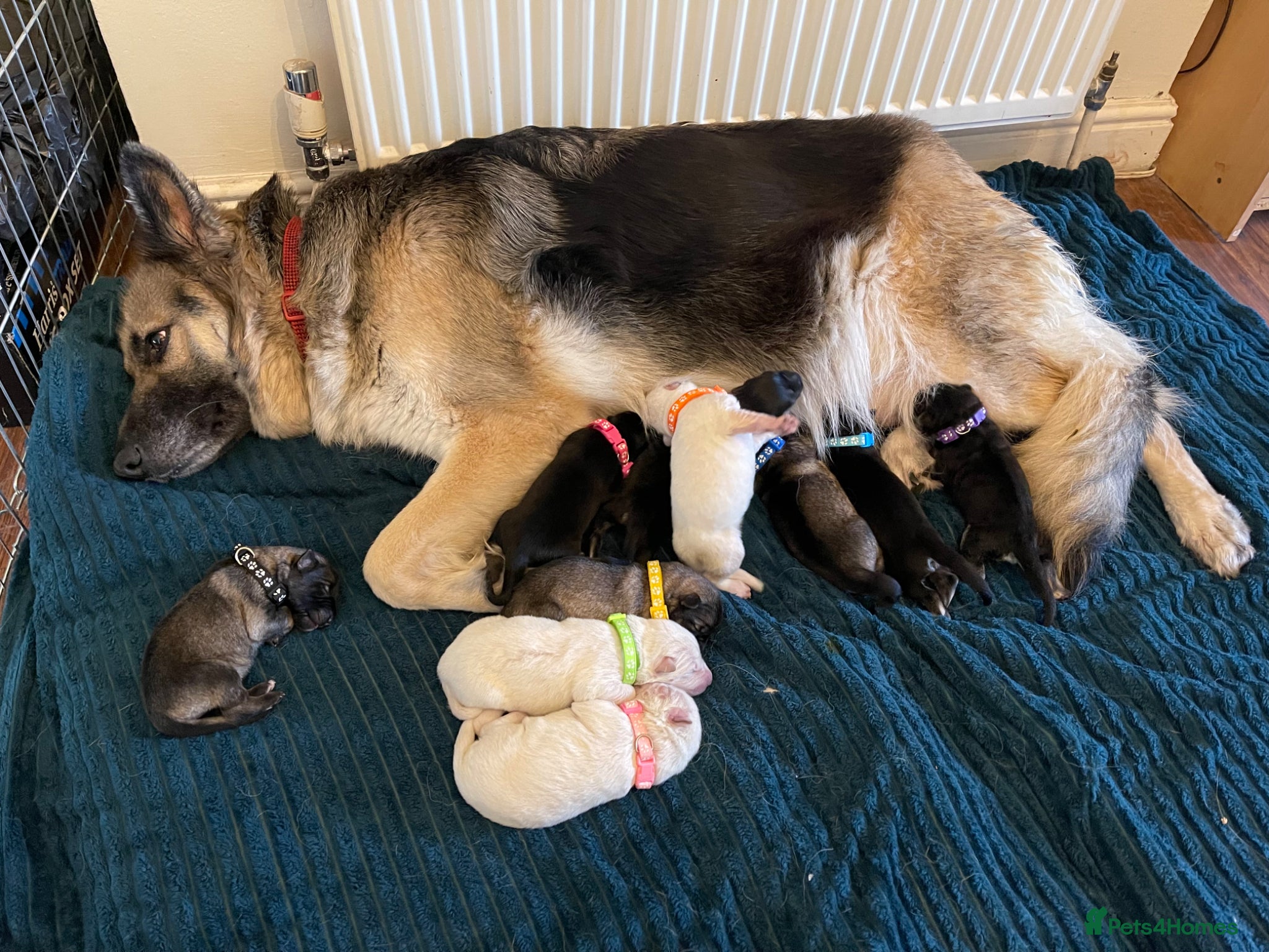 German Shepherd dogs Mixed KC Registered Long Hair GSD DM Clear - Advert 2