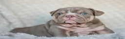 English Bulldog dogs for stud: Lilac and tan Merle carrying curly  - Advert 3
