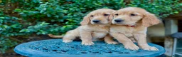 Golden Retriever dogs for sale: READY NOW Fox Red, KC, Health Tested Pups - Advert 3