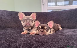 French Bulldog dogs for sale: Ready now, REDUCED 2 chocolate/lilac tan in Maidstone - Image 1