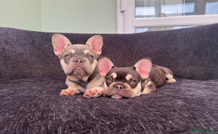 French Bulldog dogs in Maidstone - Advert 2
