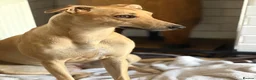 Mixed Breed dogs for sale: Female Lurcher 1 year old - Advert 2