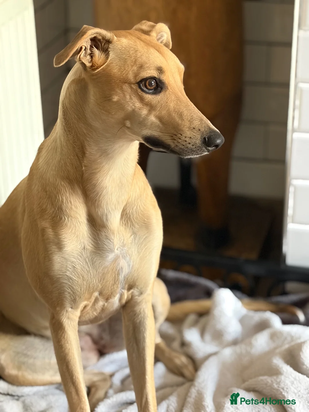 Mixed Breed dogs for sale: Female Lurcher 1 year old - Advert 2