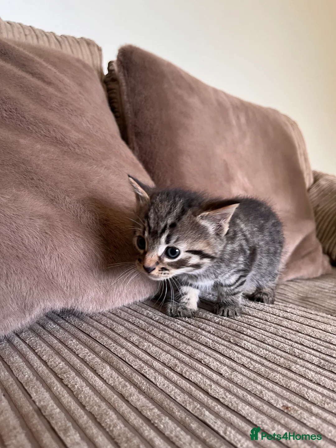 Mixed Breed cats for sale: Grey and black striped kittens For Sale - Advert 7