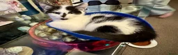 British Shorthair cats for sale: British Shorthair kittens - Advert 2
