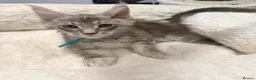 Maine Coon cats for sale: Stunning MaineCoon kittens  in Manchester - Advert 11