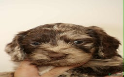 Cockapoo dogs for sale: Adorable Cockerpoo puppies F1B - Image 17