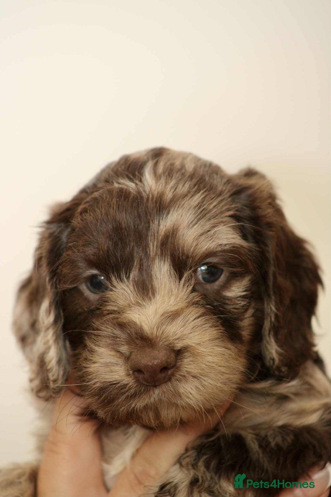 Cockapoo dogs for sale: Adorable Cockerpoo puppies F1B - Image 17