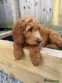 Irish Gordon Doodle Puppy pink