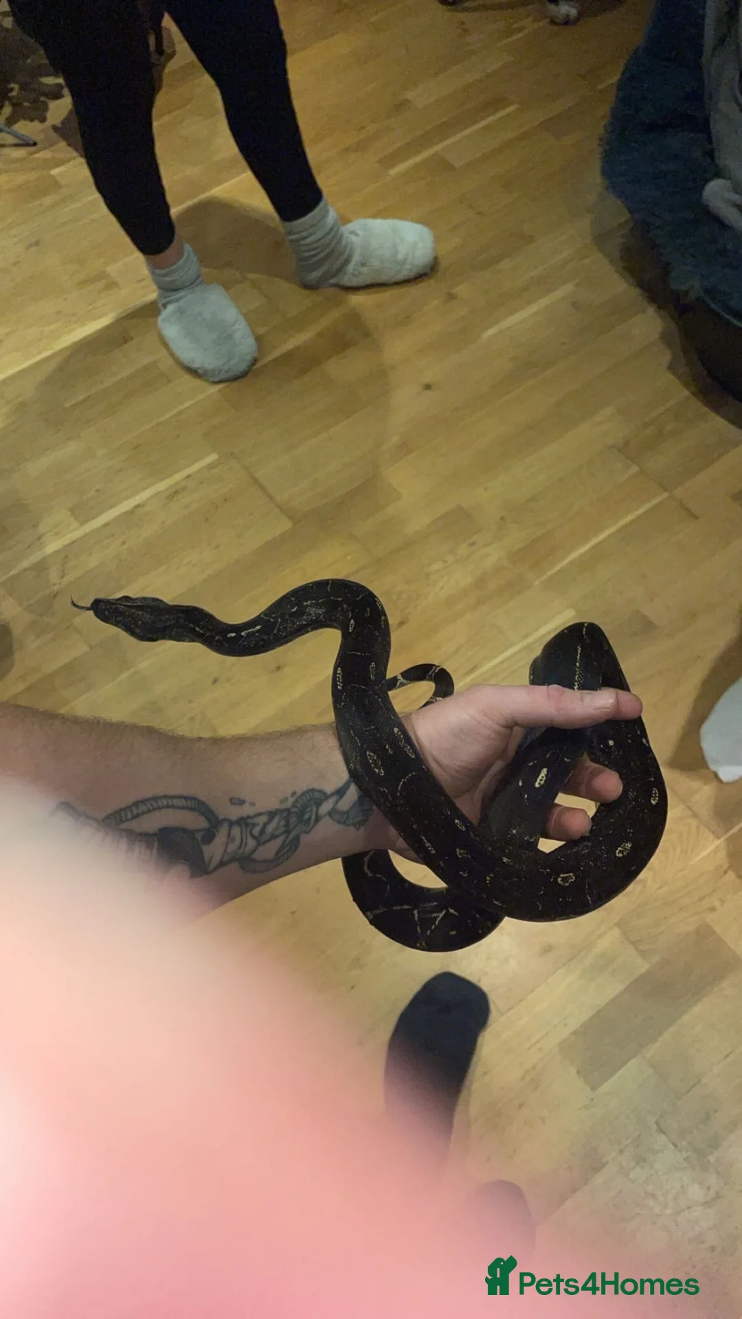 Boa Snake reptiles for sale: IMG boa female  in Aylesford - Advert 3