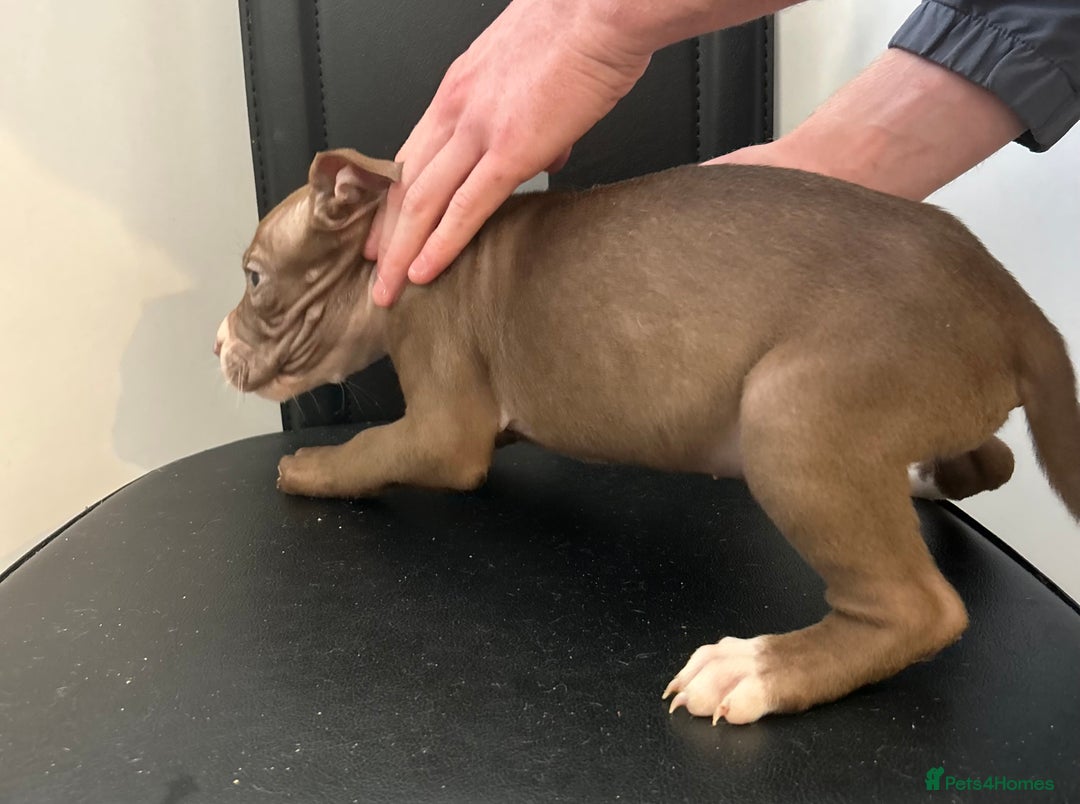 Mixed Breed dogs for sale: Mastiff x Shar pei puppies  - Image 9