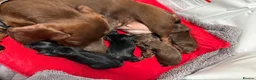 Miniature Dachshund dogs for sale: KC registered miniature shorthaired Dachshunds - Advert 6