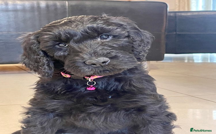 Goldendoodle dogs - Advert 16