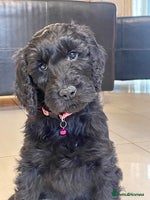 Goldendoodle dogs Goldendoodles❤️PARENTS ARE SCHOOL WELL-BEING DOGS - Advert 12