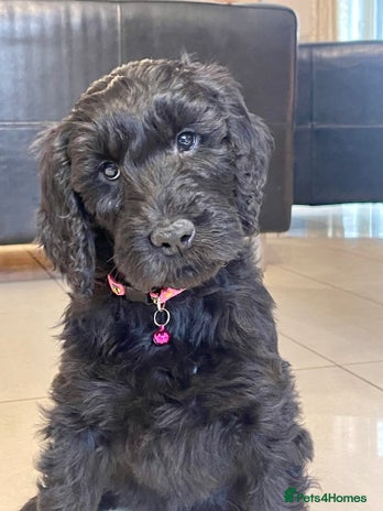 Goldendoodle dogs - Advert 16