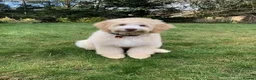 Australian Labradoodle dogs for sale: 🌈 Waiting List Open RAINBOW litter due mid August - Advert 14
