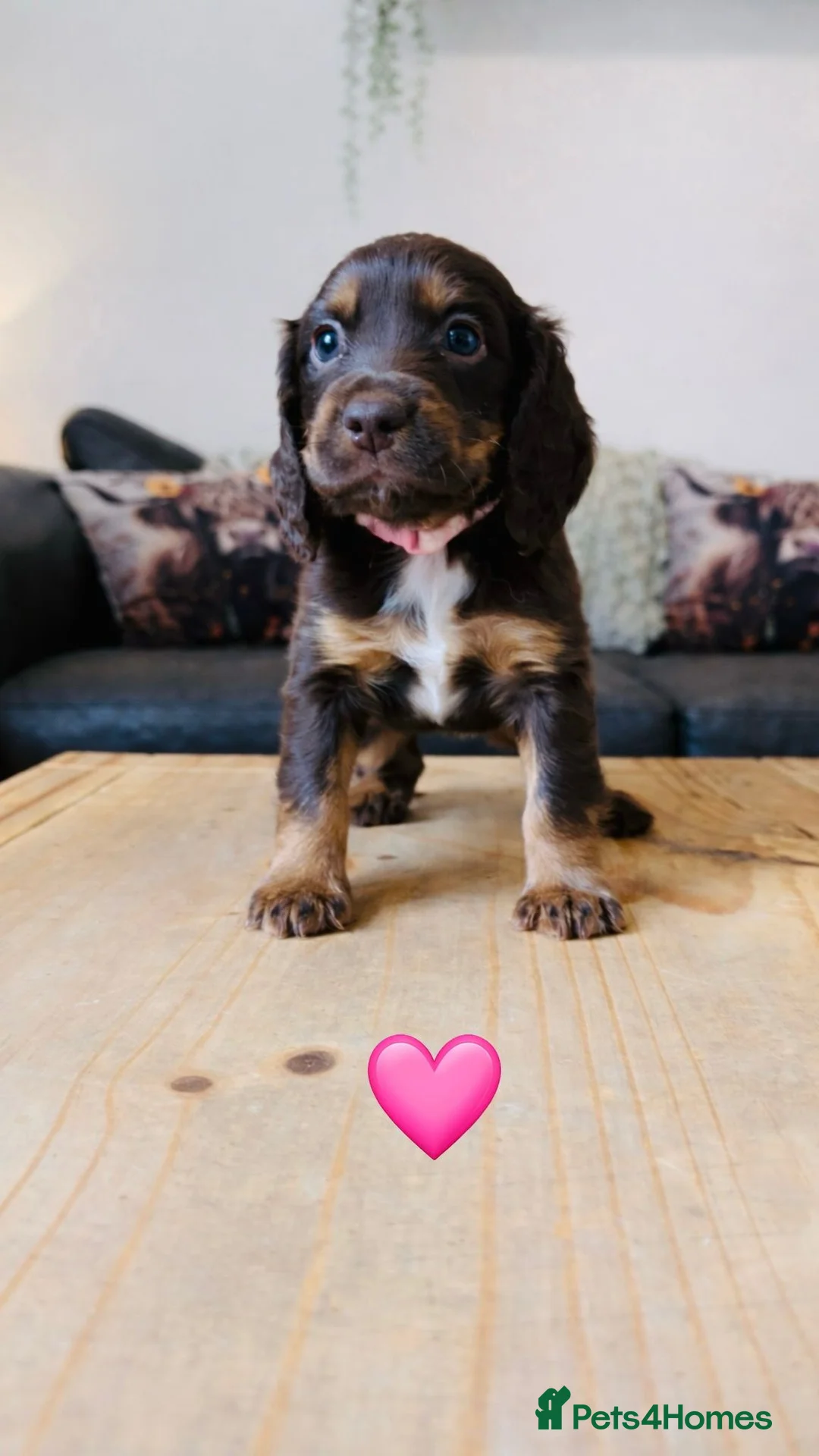 Cocker Spaniel dogs for sale: Working Cocker Spaniel Puppies 5 weeks old - Advert 6