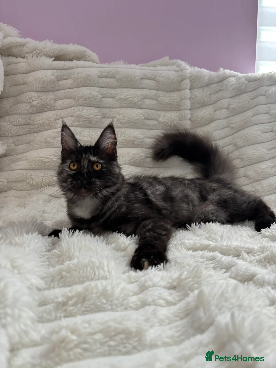 Maine Coon cats for sale: 💕GCCF Stunning Gorgeous Female For sale💕 - Advert 4