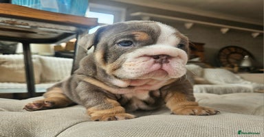 English Bulldog dogs - Advert 5