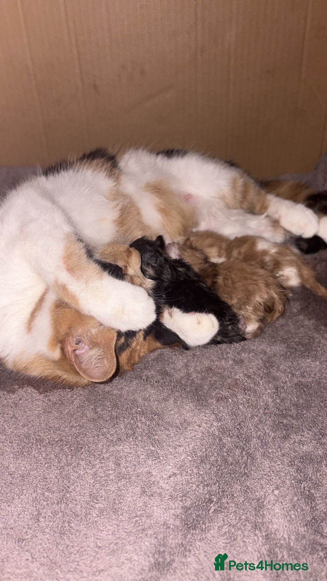 Mixed Breed cats 2 beautiful ginger boys available - Advert 1