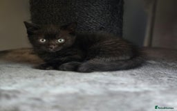 Mixed Breed cats for sale: Mixed ragdoll kittens  - Image 2