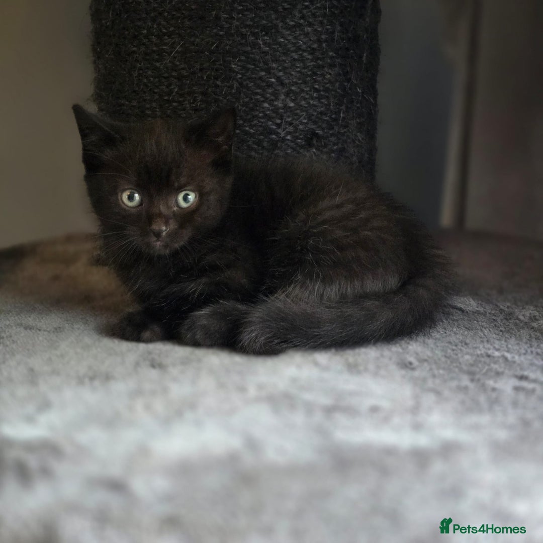 Mixed Breed cats for sale: Mixed ragdoll kittens  - Image 2