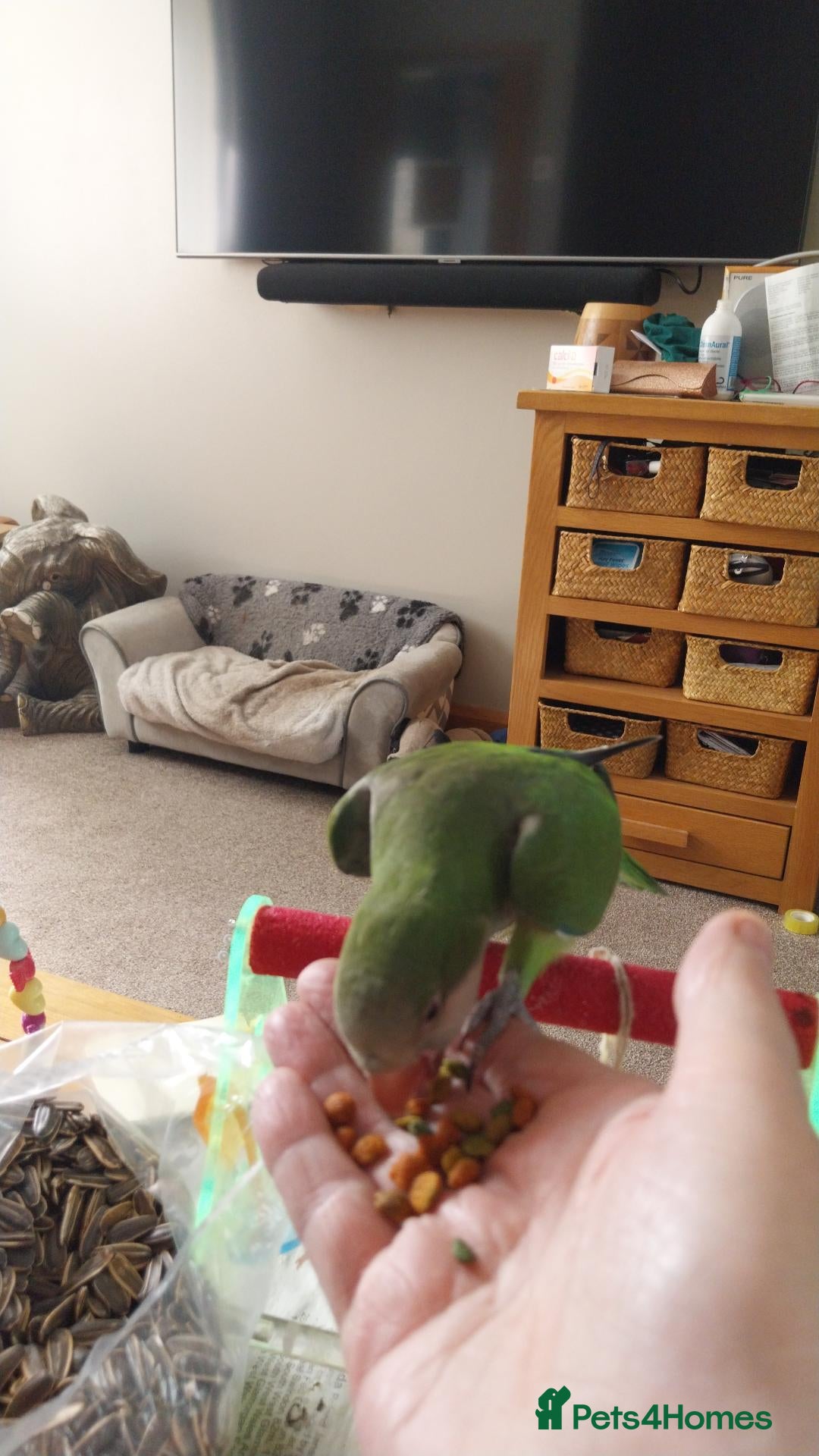 Parakeets birds  Reduced price Hand tame Green male quaker parrot - Advert 4