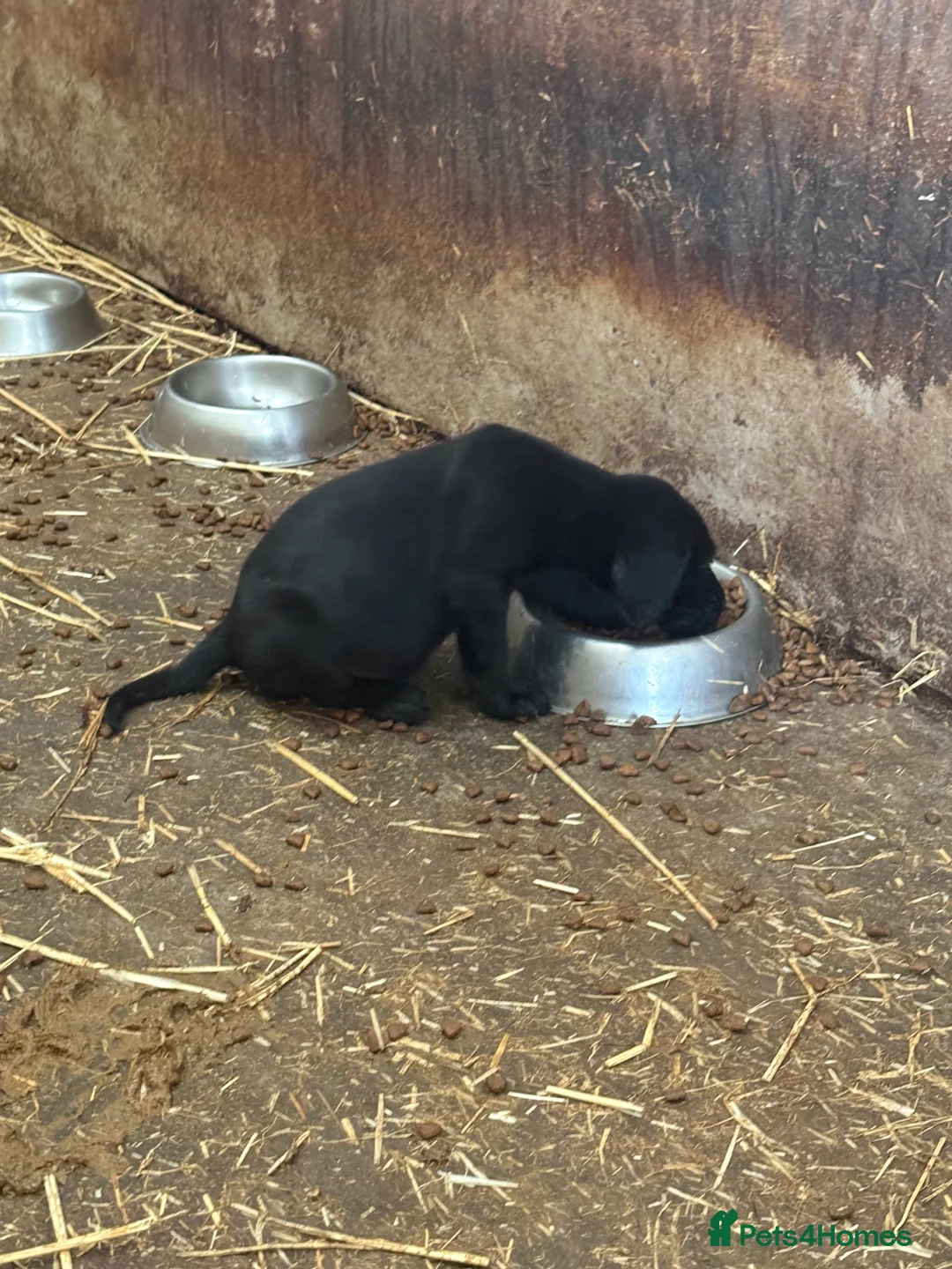 Labrador Retriever dogs for sale: Labrador puppies for sale ready to leave - Advert 5