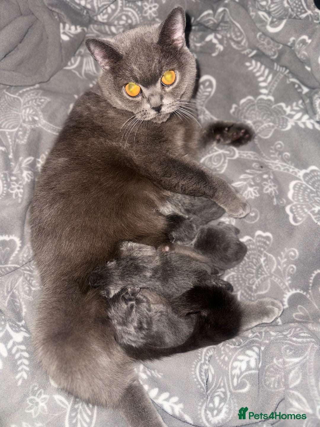 British Shorthair cats for sale: British short haired kittens - Advert 4