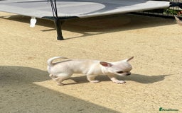 Chihuahua dogs for sale: KC Chihuahuas 🇬🇧 bloodlines 🌟🌟🌟🌟🌟 - Image 15