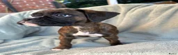 Boxer dogs for sale: KC Registered Boxer Puppies - health tested - Advert 27