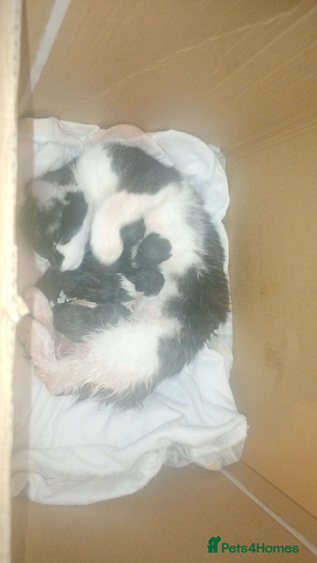 Mixed Breed cats for sale: Beautiful mixed litter for reservation  - Advert 3