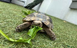 Mixed Breed invertebrates for sale: Spur thigh tortoise + table, lamps and food - Image 2