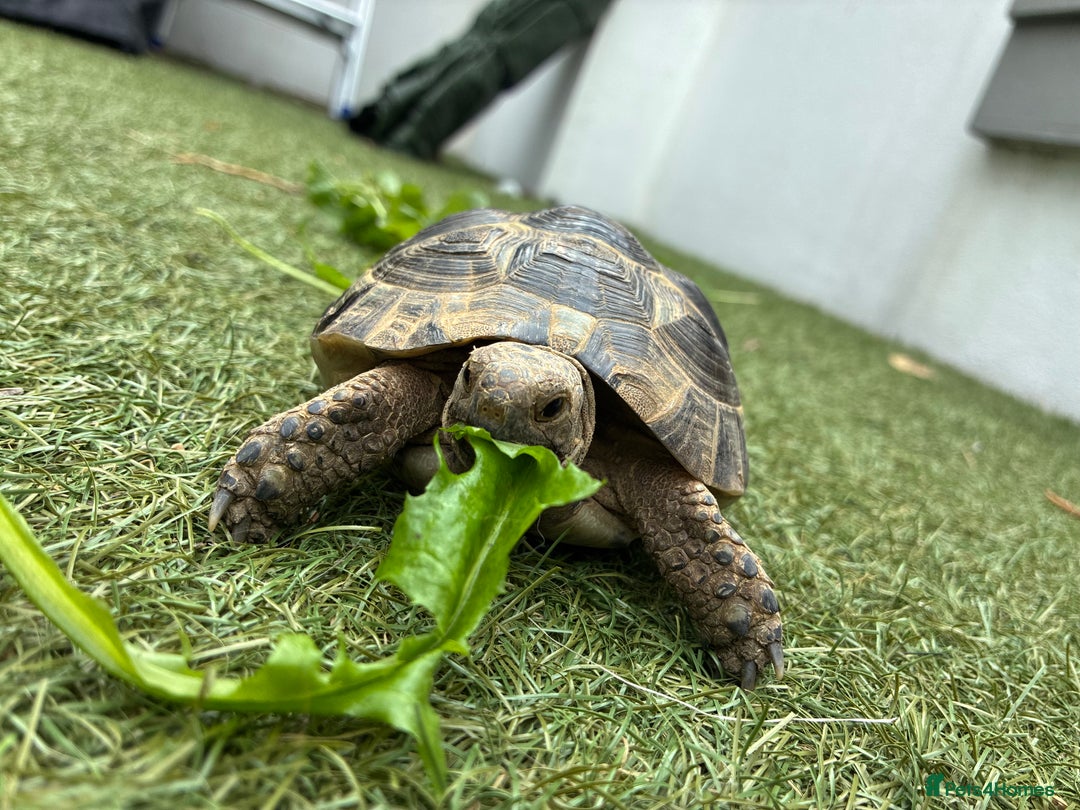 Mixed Breed invertebrates for sale: Spur thigh tortoise + table, lamps and food - Image 2