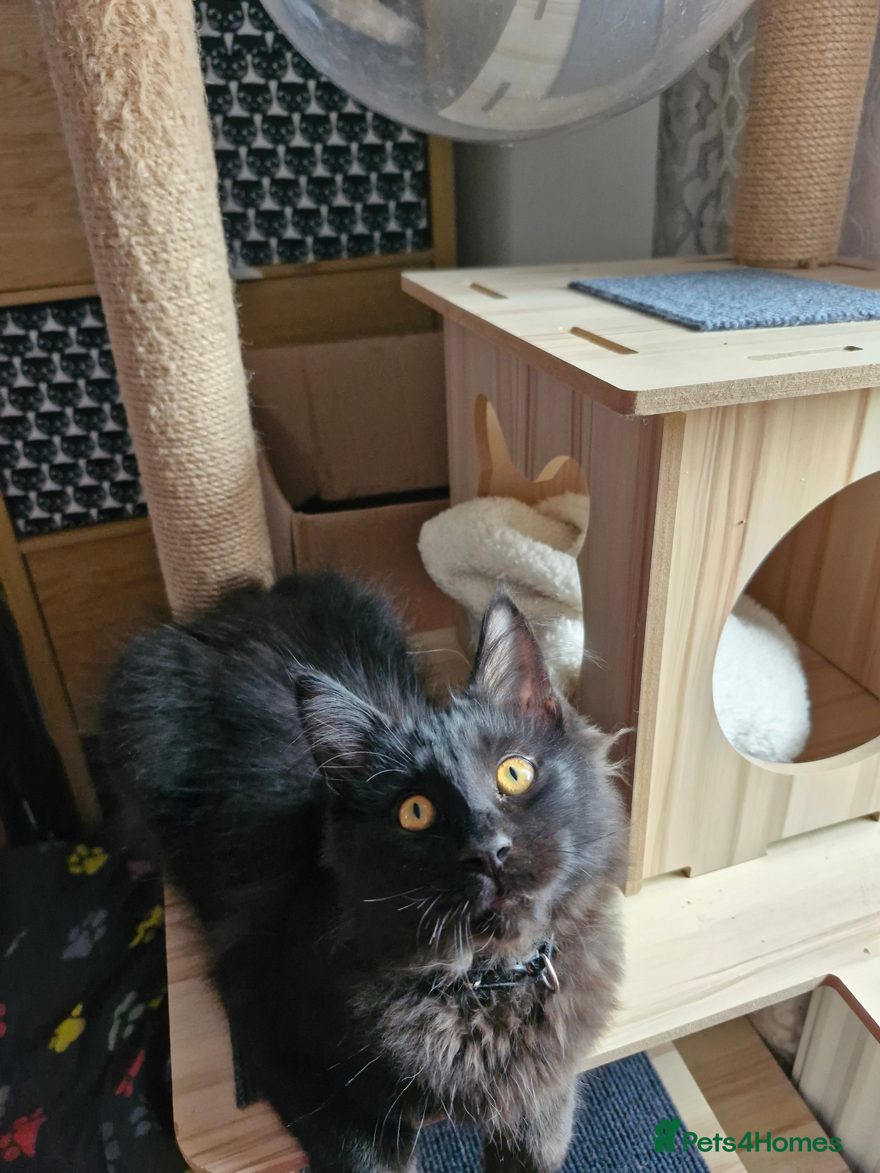 Maine Coon cats Maincoon x ragdoll  - Advert 4