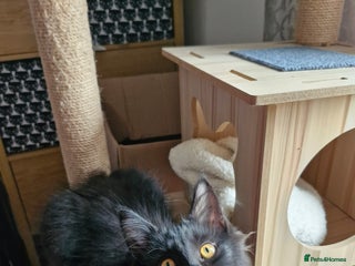 Maine Coon cats Maincoon x ragdoll - Advert 10