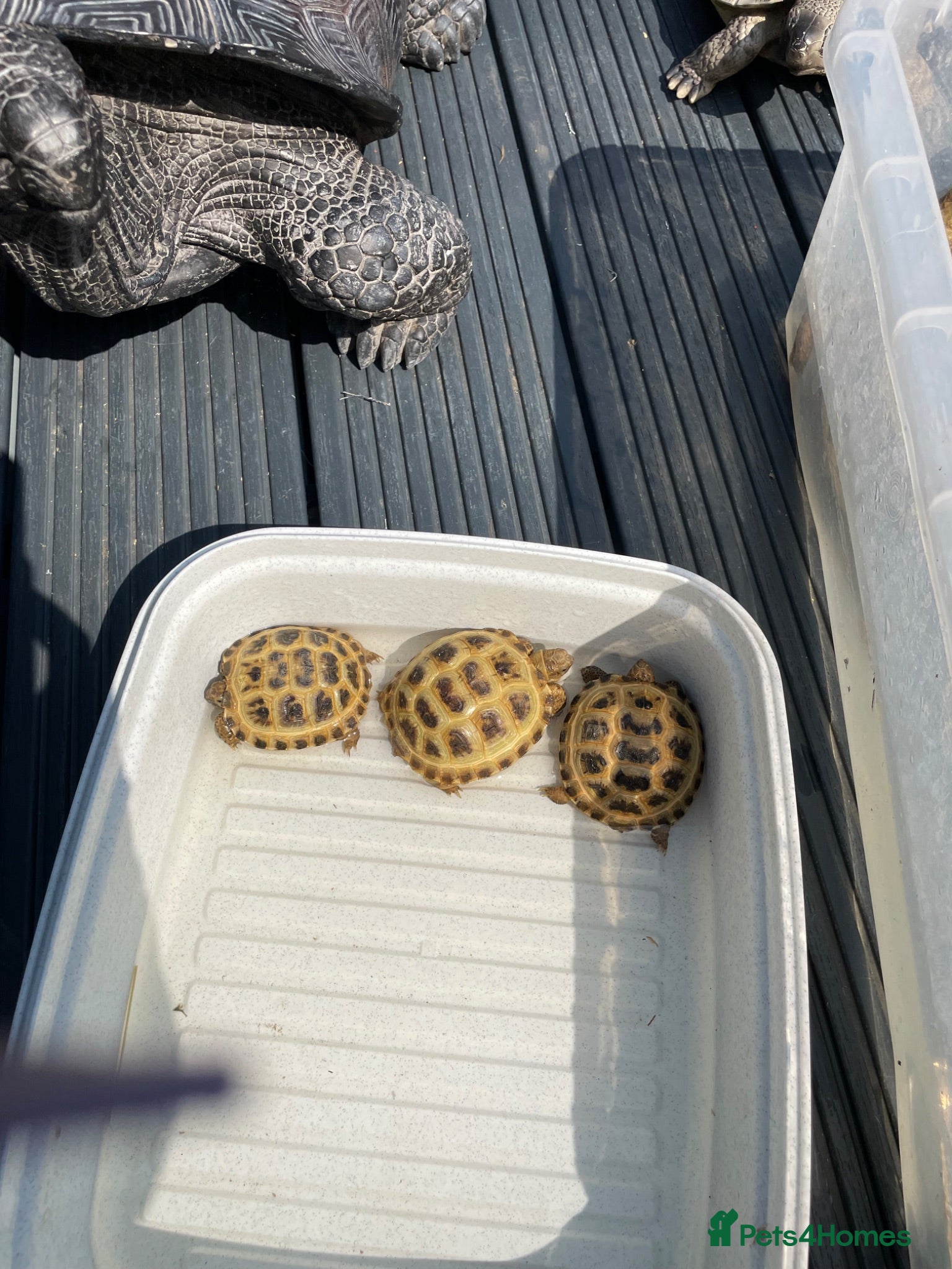 Tortoise reptiles Baby tortoise 1 year old - Advert 1