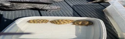 Tortoise reptiles for sale: Baby tortoise 1 year old - Advert 1